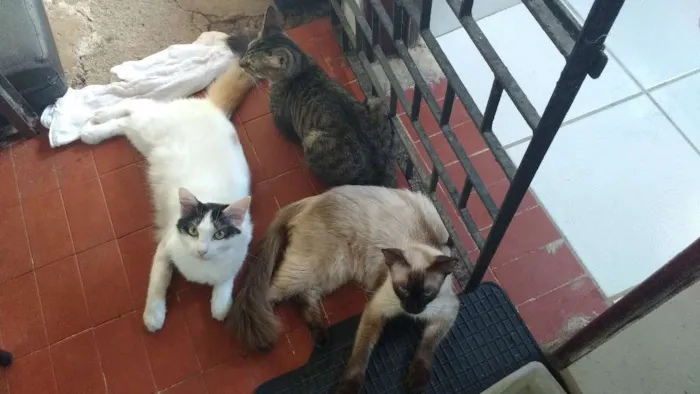 Gato ra a Diversas idade Abaixo de 2 meses nome Fofo