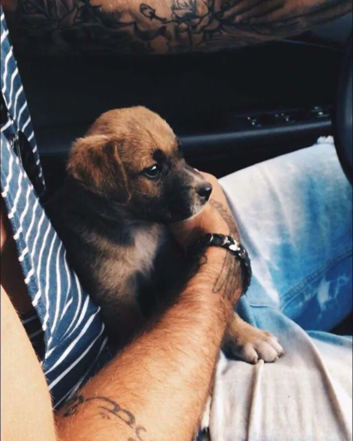 Cachorro ra a viralata idade Abaixo de 2 meses nome victoria