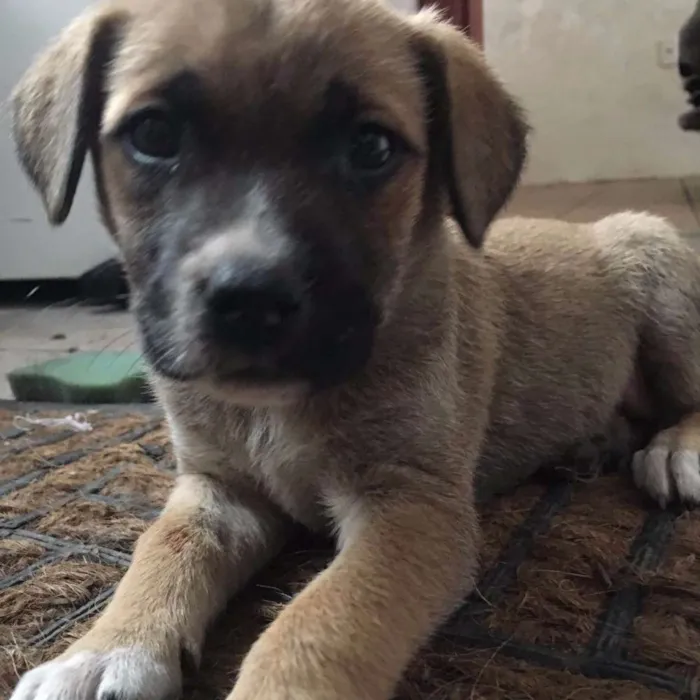 Cachorro ra a viralata idade Abaixo de 2 meses nome victoria