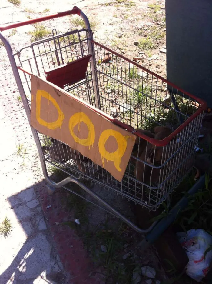 Cachorro ra a viralata idade Abaixo de 2 meses nome victoria