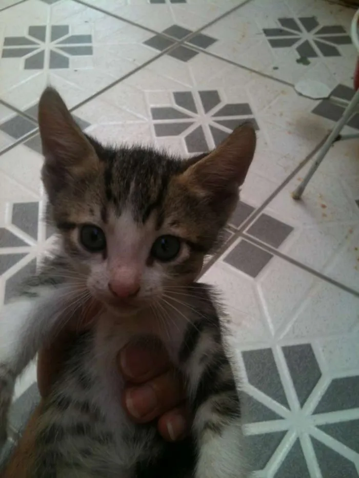 Gato ra a não definida idade 2 a 6 meses nome pequeno