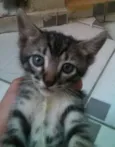 pequeno
