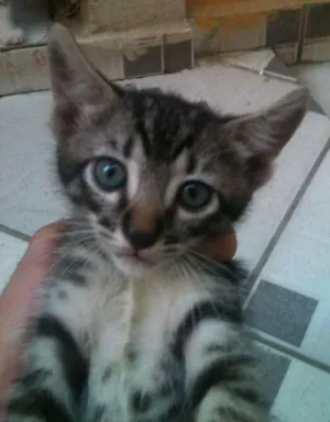 Gato raça não definida idade 2 a 6 meses nome pequeno
