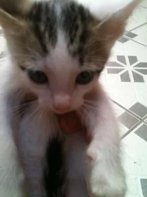 Gato raça não definida idade 2 a 6 meses nome lindinho