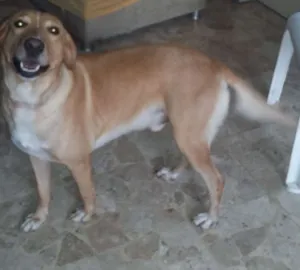 Cachorro raça NÃO DEFINIDA idade 3 anos nome JOHN