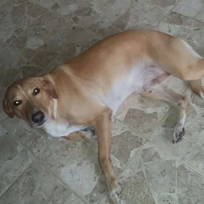 Cachorro raça NÃO DEFINIDA idade 3 anos nome JOHN