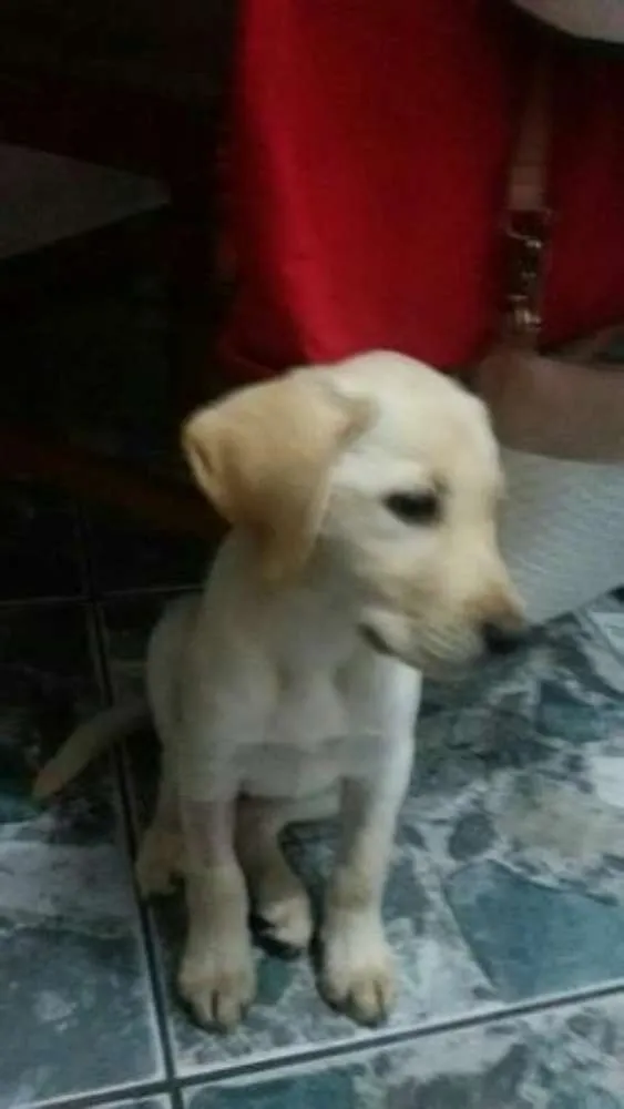 Cachorro ra a labrador retriever ou labrador mestiço com vira lata idade 2 a 6 meses nome fiby GRATIFICA