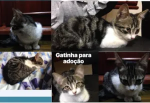 Gato raça SRD idade Abaixo de 2 meses nome Arya