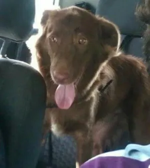 Cachorro raça Srd idade 7 a 11 meses nome Simba