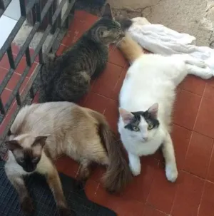 Gato raça Diversas idade Abaixo de 2 meses nome Fofo