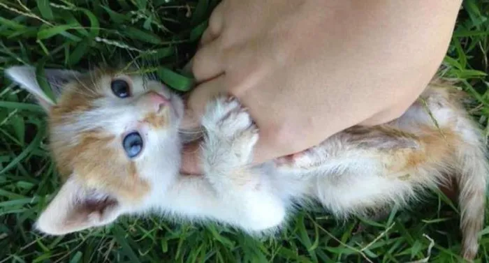 Gato ra a  idade 2 a 6 meses nome Jack