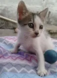 seis gatos