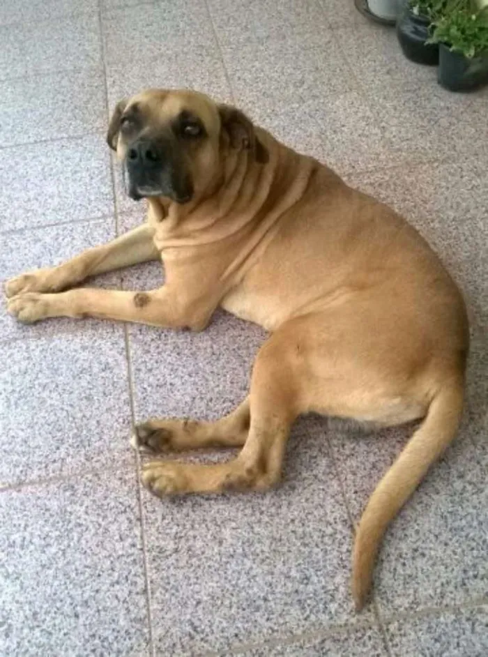 Cachorro ra a Srd idade 3 anos nome Guri