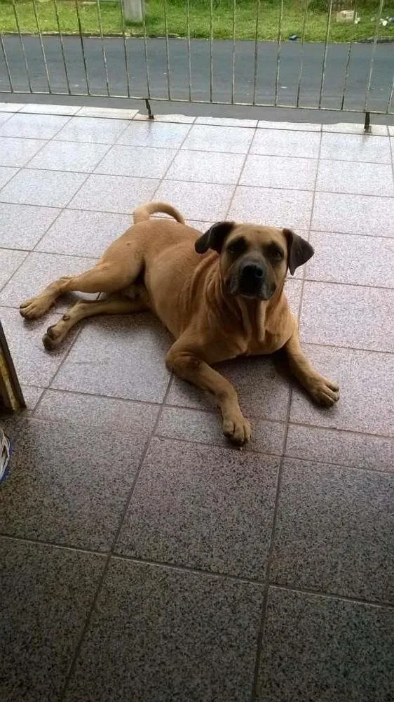 Cachorro ra a Srd idade 3 anos nome Guri