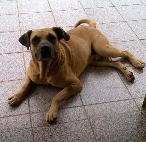 Cachorro ra a Srd idade 3 anos nome Guri