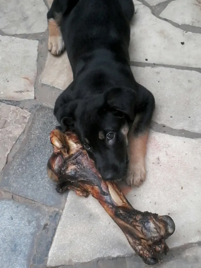 Cachorro ra a Pastor alemão mestiço idade 2 anos nome Bruce