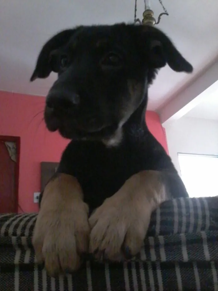 Cachorro ra a Pastor alemão mestiço idade 2 anos nome Bruce