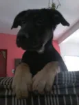 Bruce