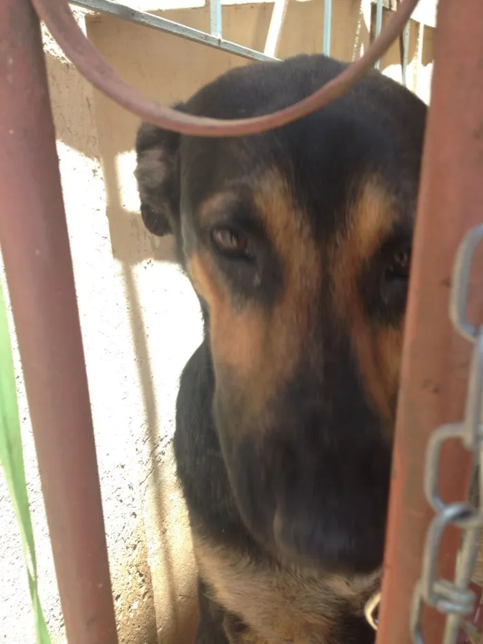 Cachorro ra a Pastor alemão mestiço idade 2 anos nome Bruce