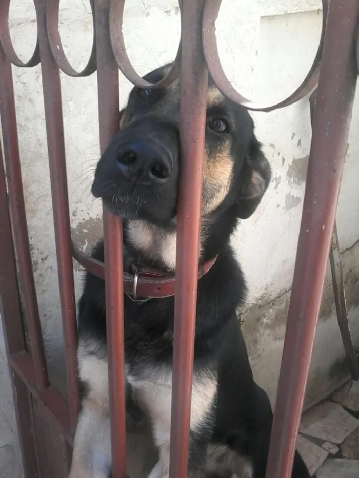 Cachorro ra a Pastor alemão mestiço idade 2 anos nome Bruce