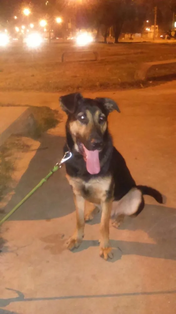 Cachorro ra a Pastor alemão mestiço idade 2 anos nome Bruce