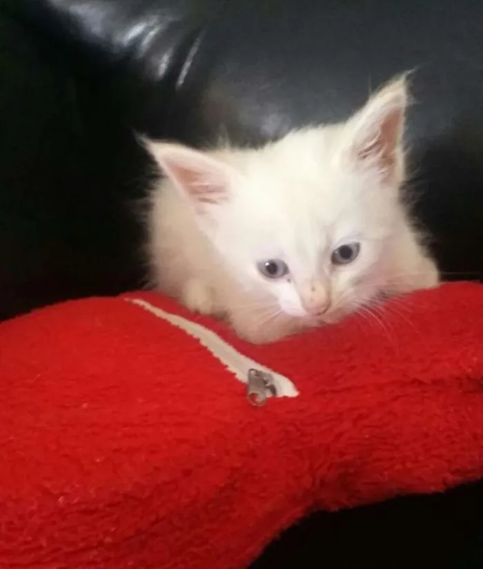 Gato raça  idade Abaixo de 2 meses nome Filhotes