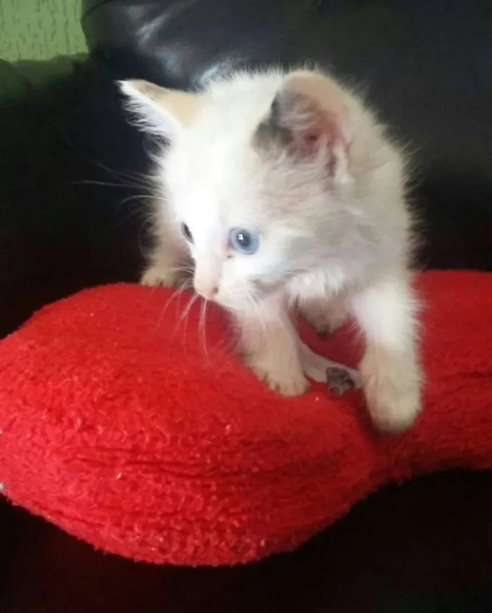 Gato raça  idade Abaixo de 2 meses nome Filhotes