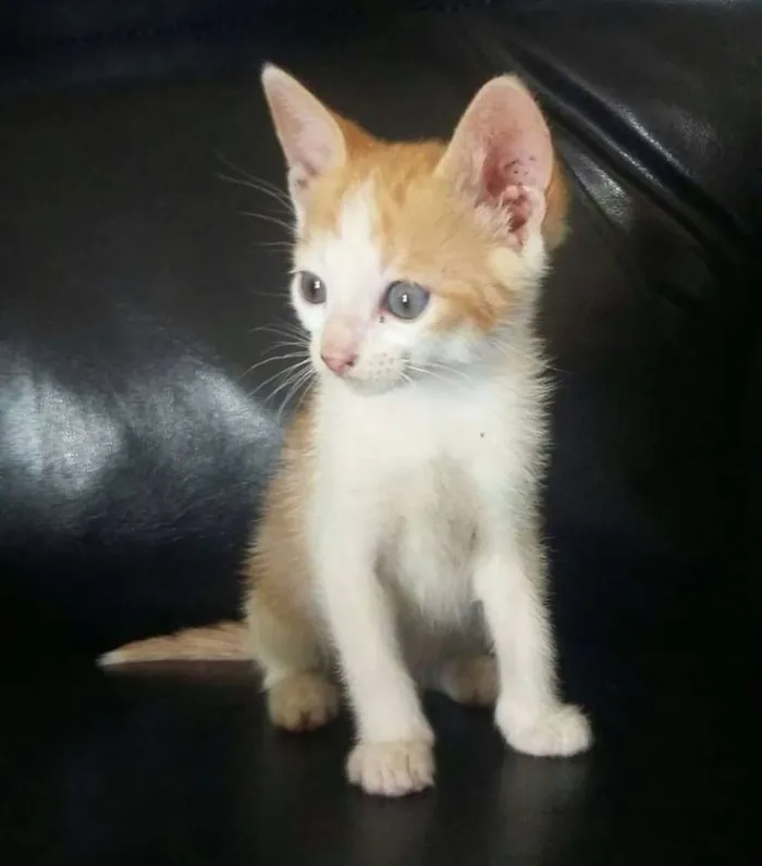 Gato raça  idade Abaixo de 2 meses nome Filhotes