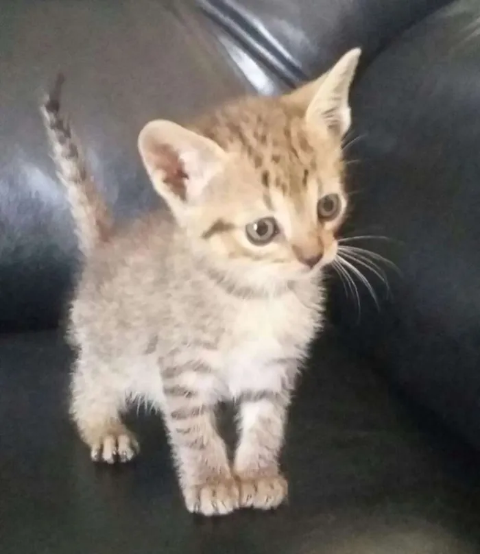 Gato raça  idade Abaixo de 2 meses nome Filhotes