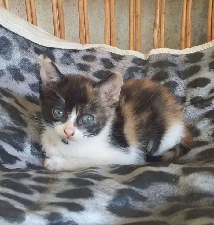 Gato raça  idade Abaixo de 2 meses nome Filhotes