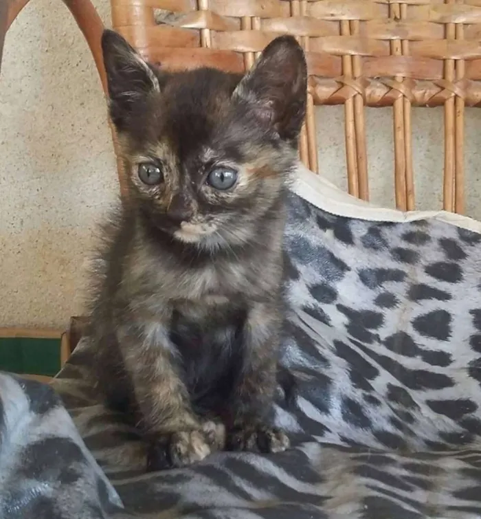 Gato raça  idade Abaixo de 2 meses nome Filhotes