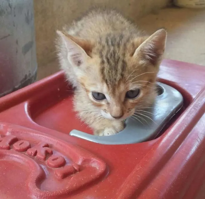 Gato raça  idade Abaixo de 2 meses nome Filhotes