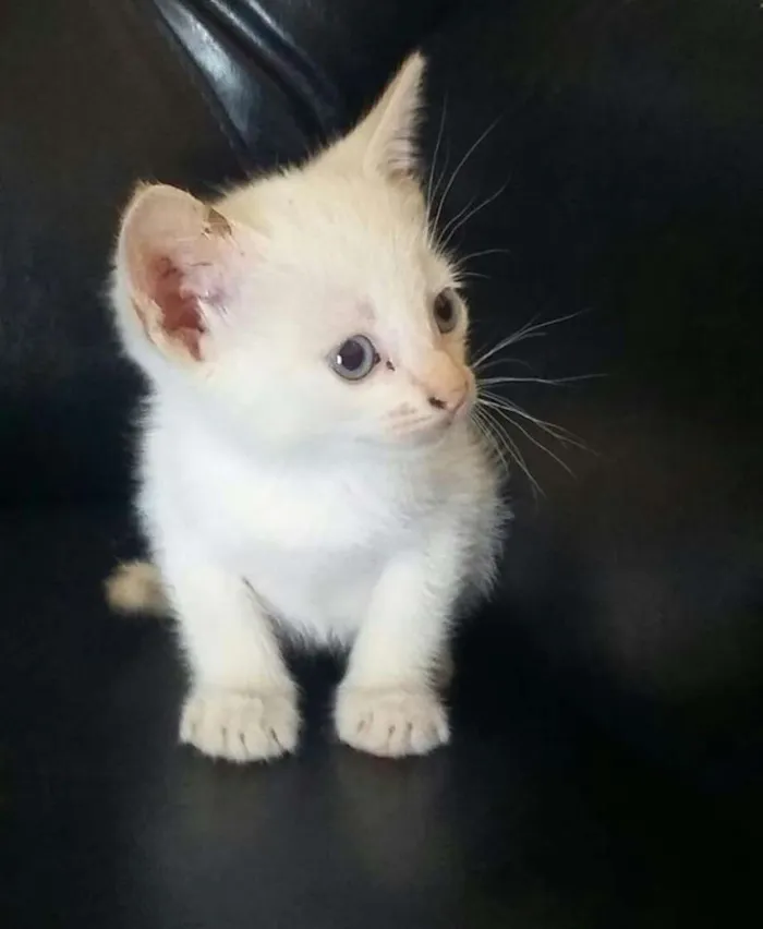 Gato raça  idade Abaixo de 2 meses nome Filhotes