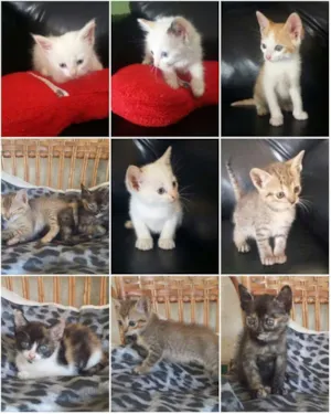 Gato raça  idade Abaixo de 2 meses nome Filhotes