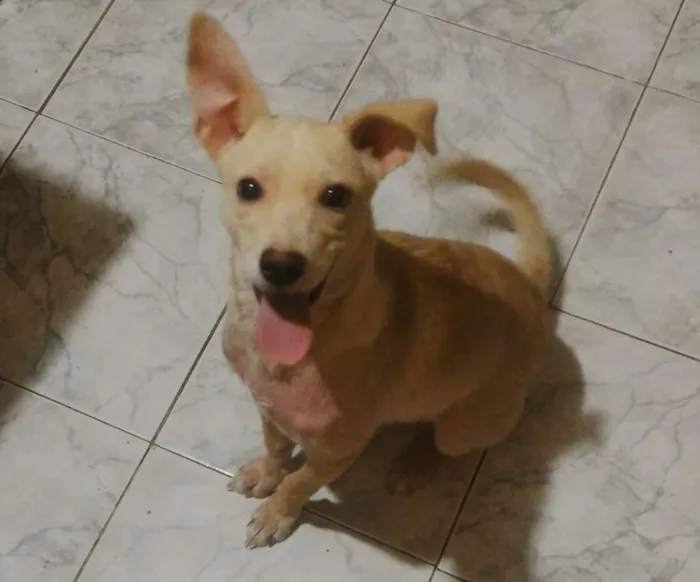 Cachorro raça Vira lata idade 7 a 11 meses nome Maggie