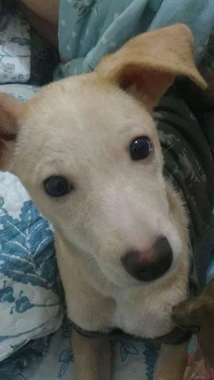 Cachorro raça Vira lata idade 7 a 11 meses nome Maggie