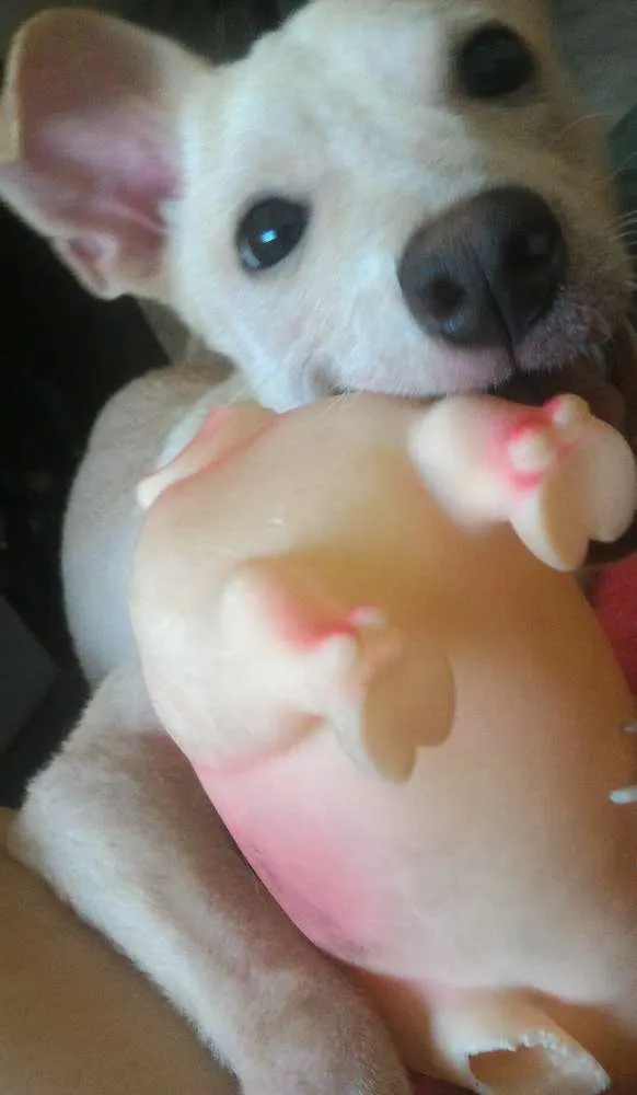 Cachorro raça Vira lata idade 7 a 11 meses nome Maggie