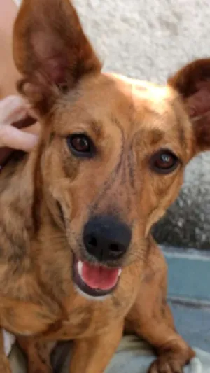 Cachorro raça Rnd idade 1 ano nome Cristal