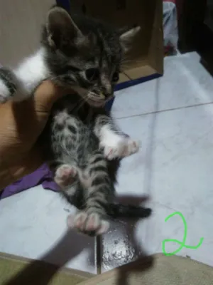 Gato raça Não sei idade Abaixo de 2 meses nome Não tem