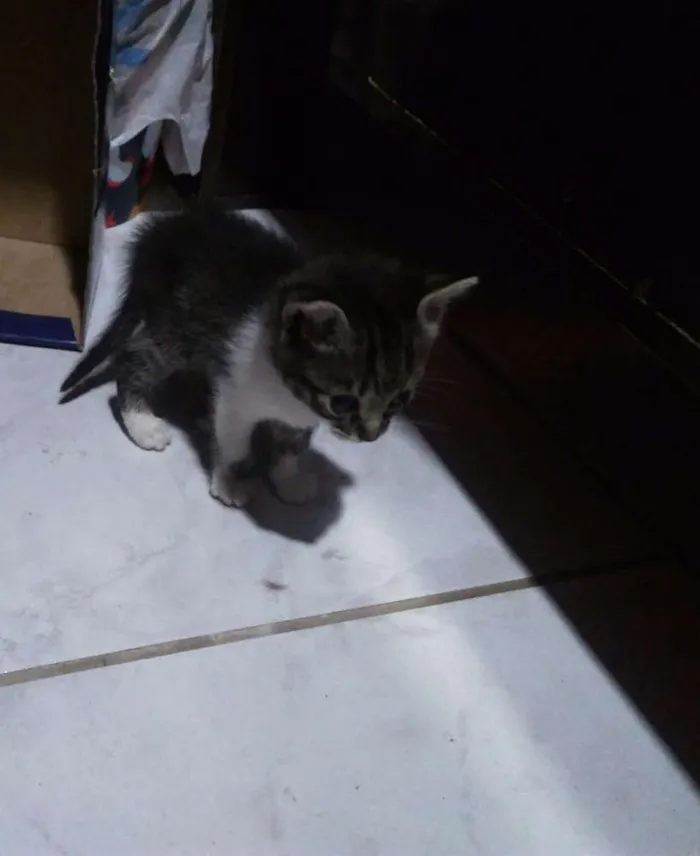 Gato ra a Não sei idade Abaixo de 2 meses nome Não tem