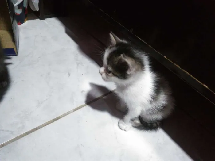 Gato ra a Não sei idade Abaixo de 2 meses nome Não tem