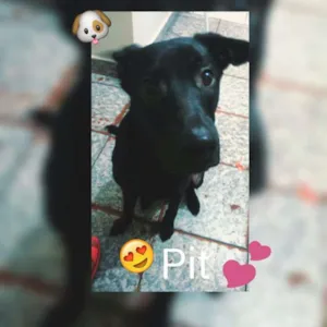 Cachorro raça Vira lata idade 1 ano nome Pit