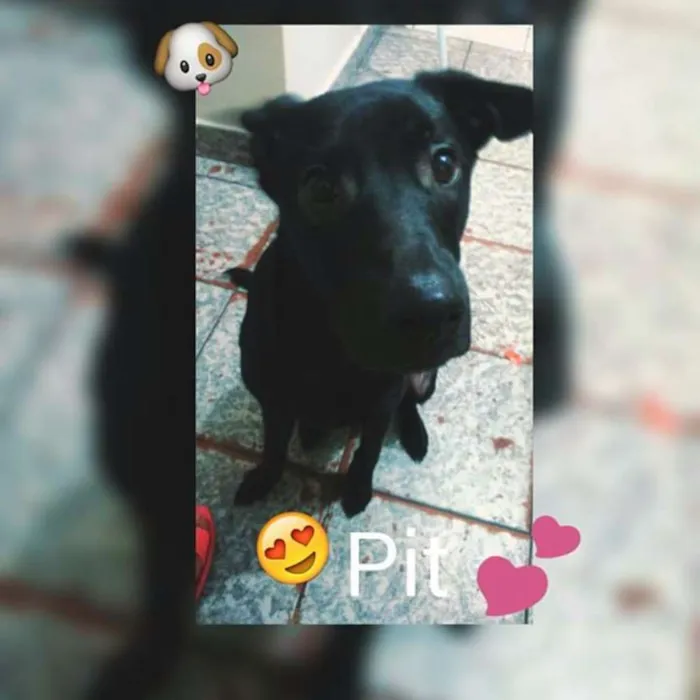 Cachorro ra a Vira lata idade 1 ano nome Pit