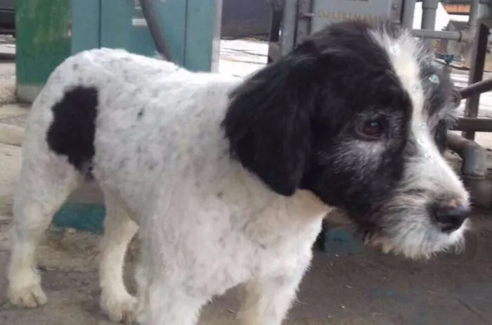 Cachorro raça SRD idade 1 ano nome PEPITA
