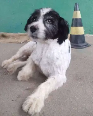 Cachorro raça SRD idade 1 ano nome PEPITA