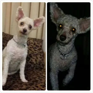 Cachorro raça Poodle idade 6 ou mais anos nome Poodle Idosa
