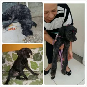Cachorro raça Poodle idade 6 ou mais anos nome Poodle preta