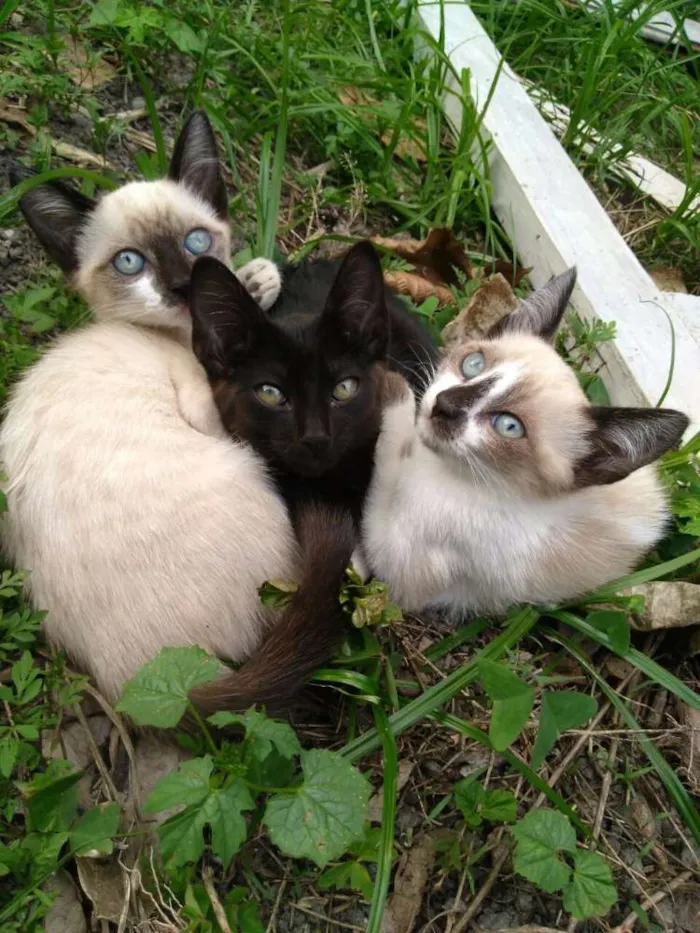 Gato ra a Mestiço (siameses c/ SRD) idade Abaixo de 2 meses nome Gatos