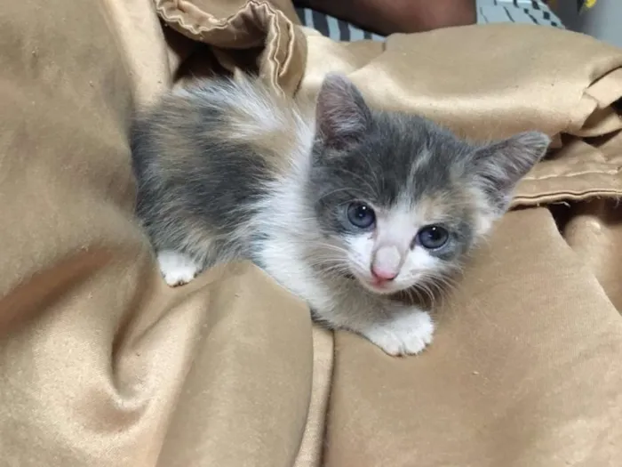 Gato raça SRD idade Abaixo de 2 meses nome Suzy