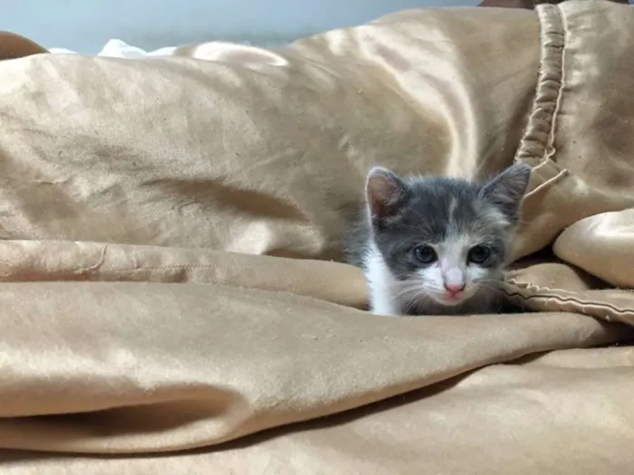 Gato raça SRD idade Abaixo de 2 meses nome Suzy